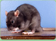 rat control Baildon